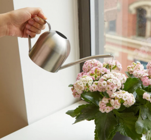 Stainless Steel Watering Can