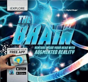 The brain