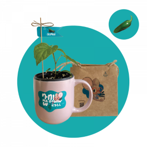 Հալապենո (փոքր)