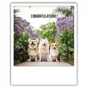 Բացիկ - Congratulations!