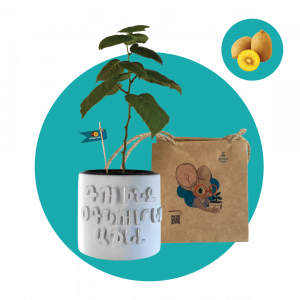 Կիվի ոսկեգույն (Մեծ)