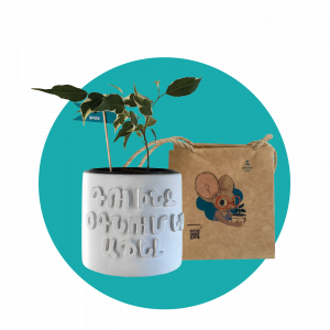 Ֆիկուս (մեծ)