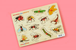 Ճանաչում ենք աշխարհը -  միջատներ