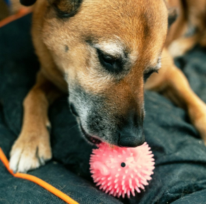 Piggy Dog Ball