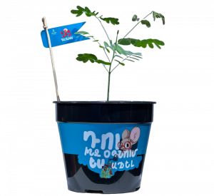 Դելոնիքս (Մեծ)