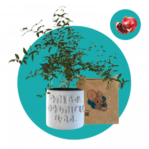 Գաճաճ նռնենի (մեծ)