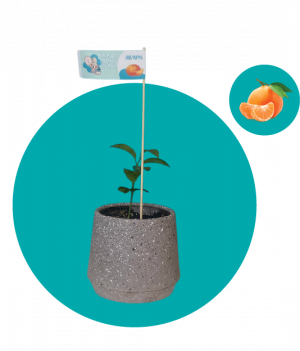 Ինդոնեզական մանդարին - փոքր