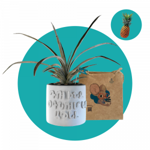 Փոքր արքայախնձոր  (մեծ)