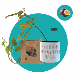 Մարակույա (մեծ)