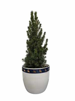 Եղևնի բնական