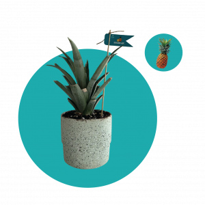 Արքայախնձոր  (փոքր)