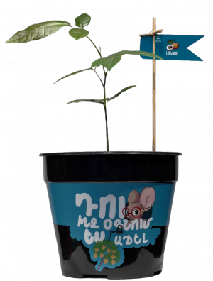 Լոնգան (Մեծ)