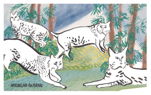 Colour a Cat