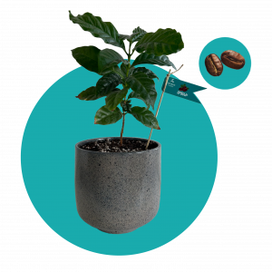 Սրճենի (մեծ)