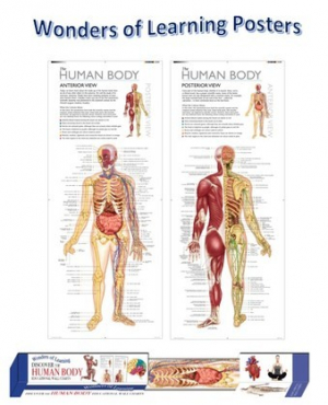 Discover the Human Body Educational Wall Chart