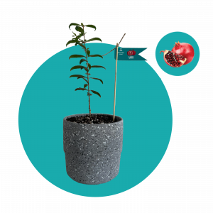 Նռնենի (փոքր)