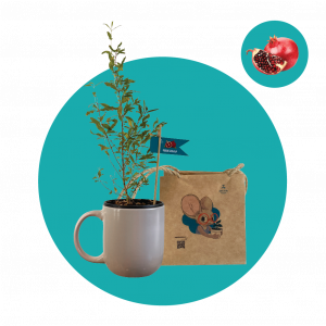 Գաճաճ Նռնենի (փոքր)