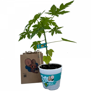 Պապայա (մեծ)