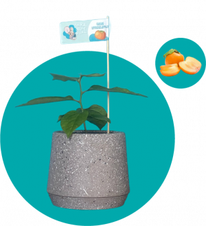 Արքայանարինջ գաճաճ